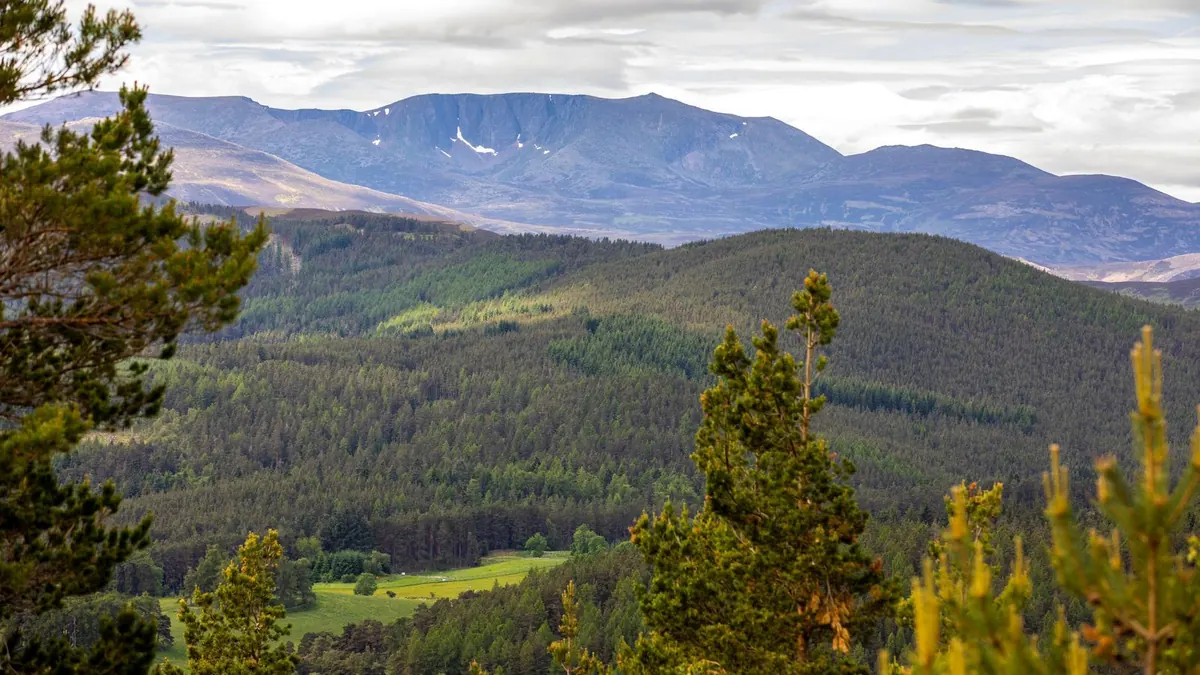 Lochnagar beyond the pinewoods