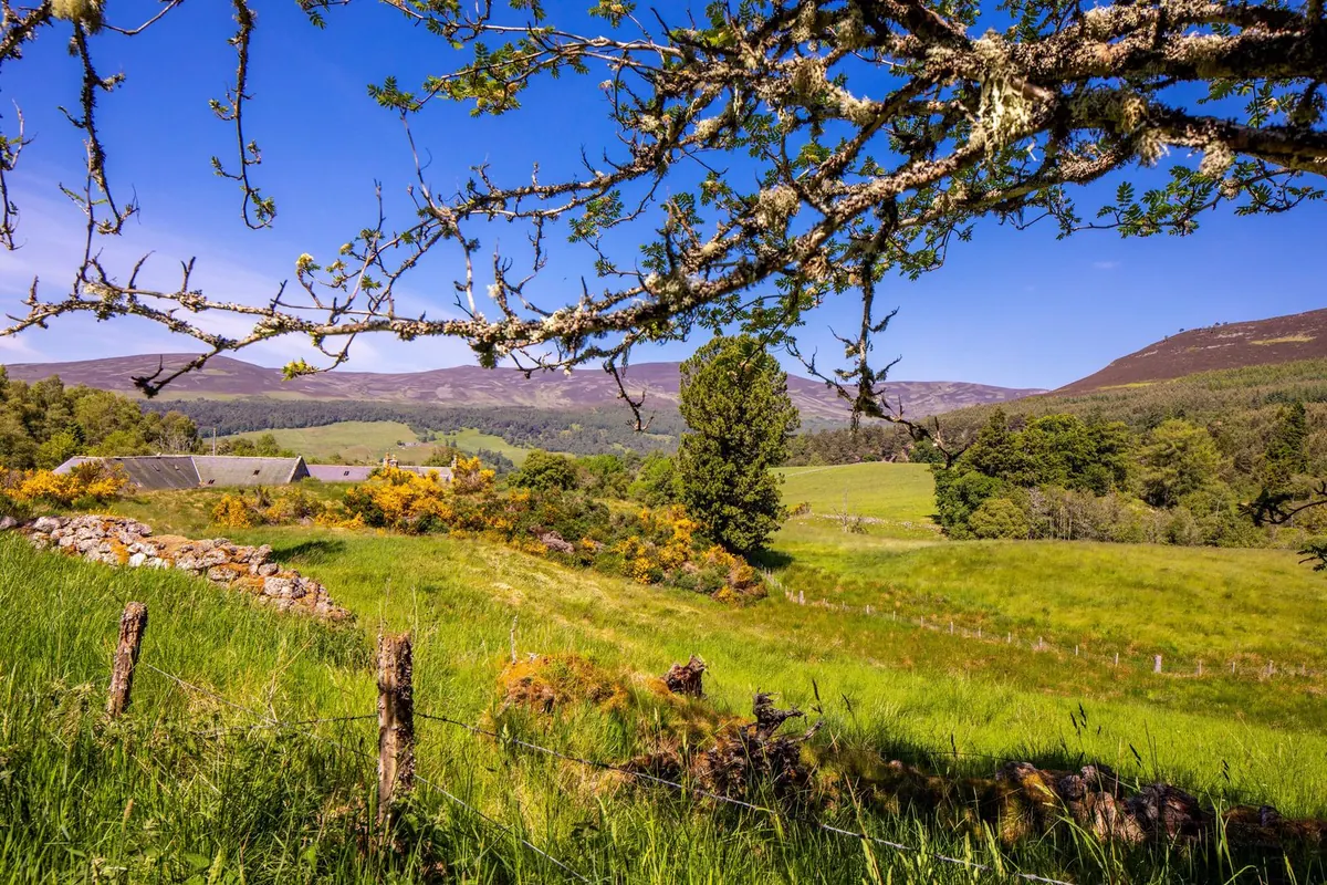 Meadow and cottages in spring