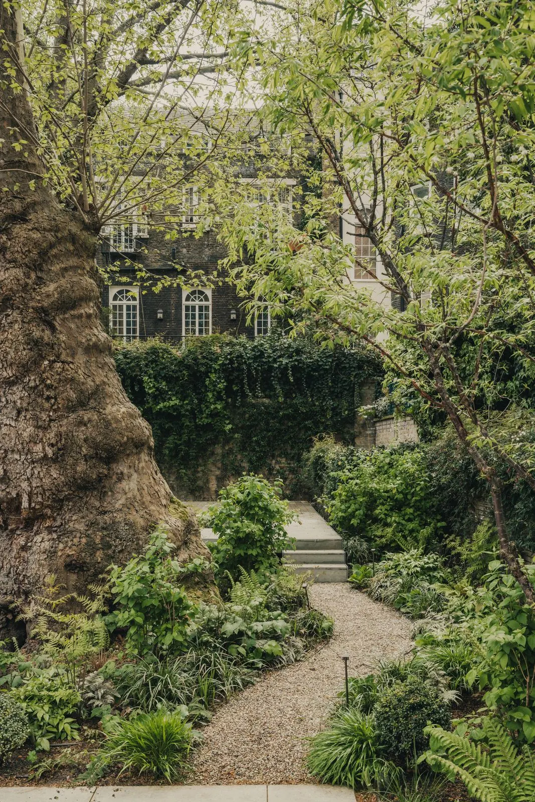 Garden path under the plane tree