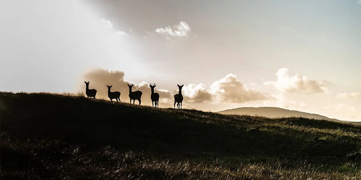 Red deer on the skyline